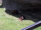 orangutan.JPG